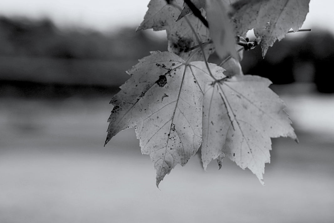 Autumn dryness and season shift: What your skin needs now