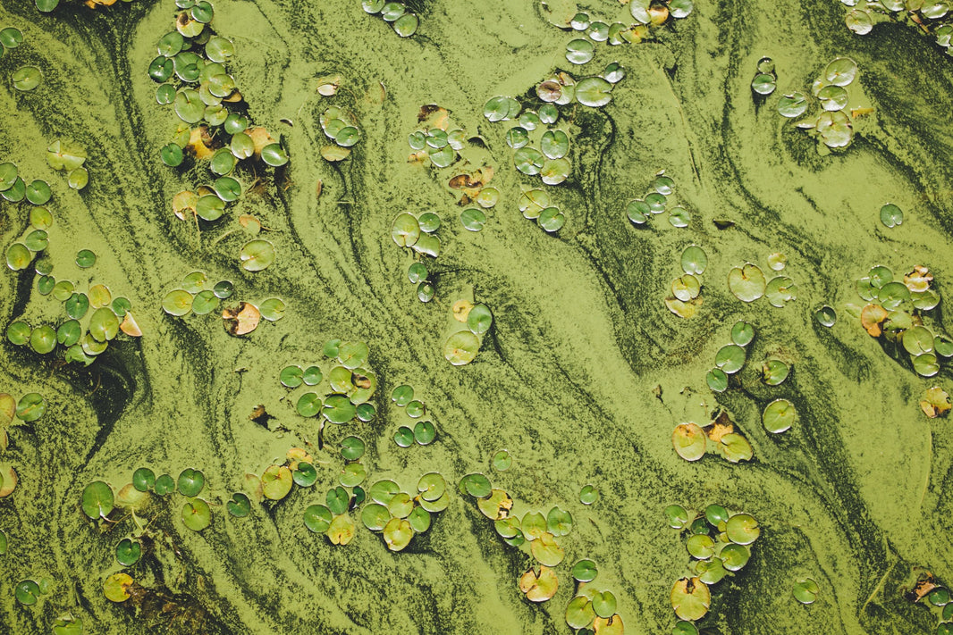 The evolution of peptides: From collagen to broader skin health, including microbiome support