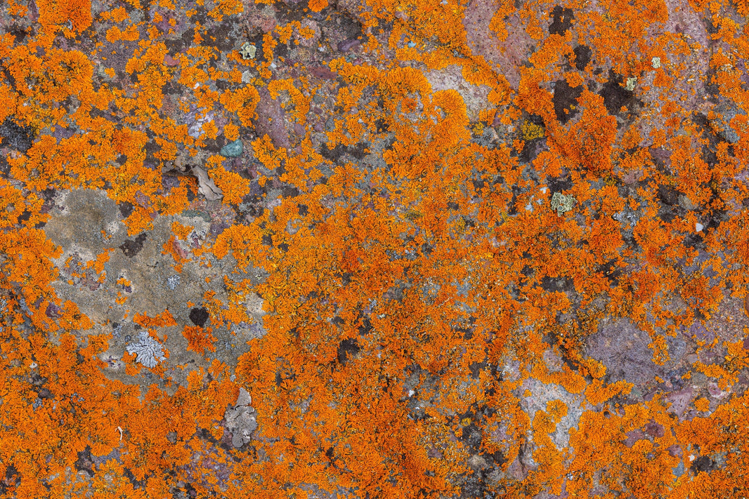 Inflammation — The hidden issue behind five major skin disorders