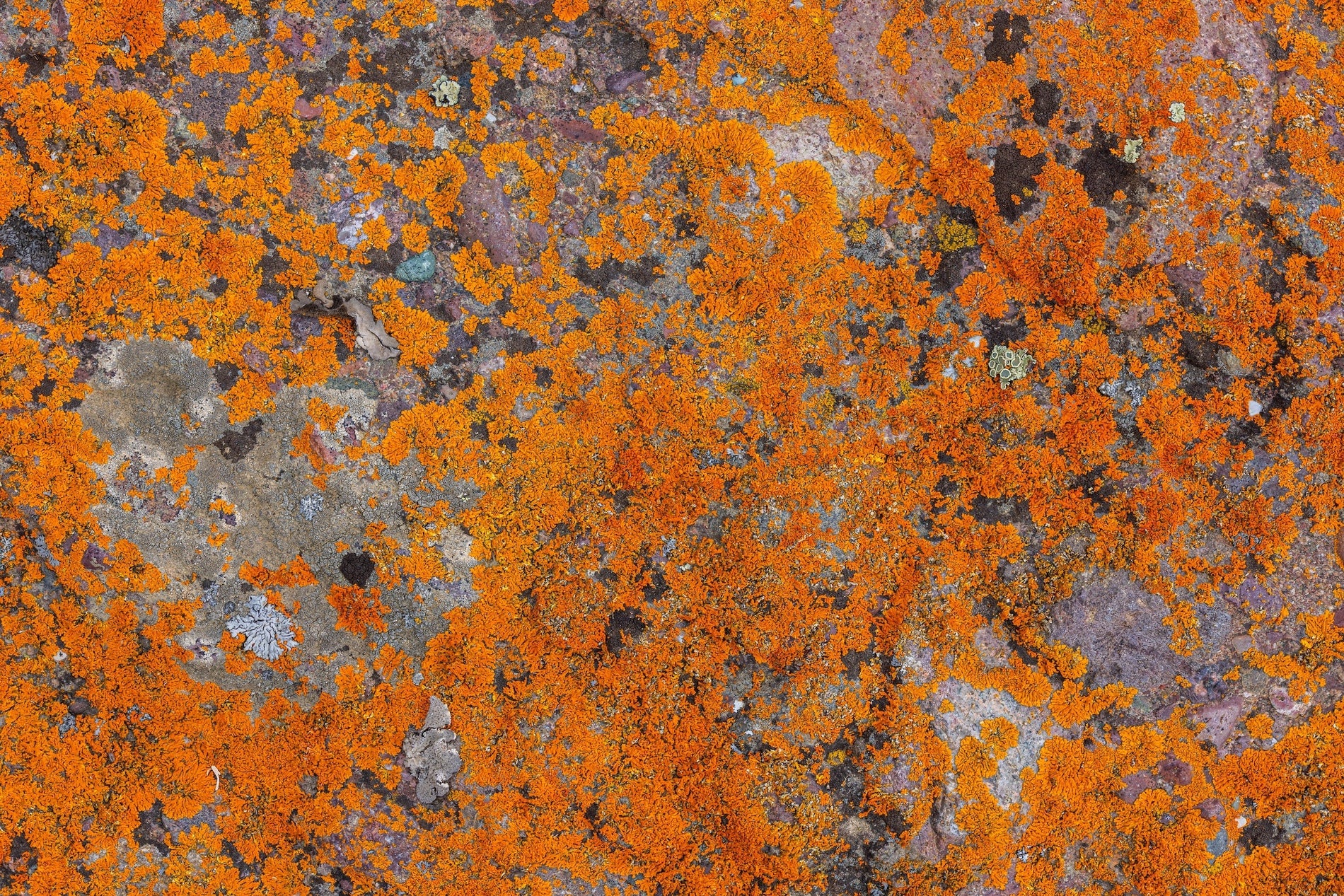 Inflammation – The hidden issue behind five major skin disorders