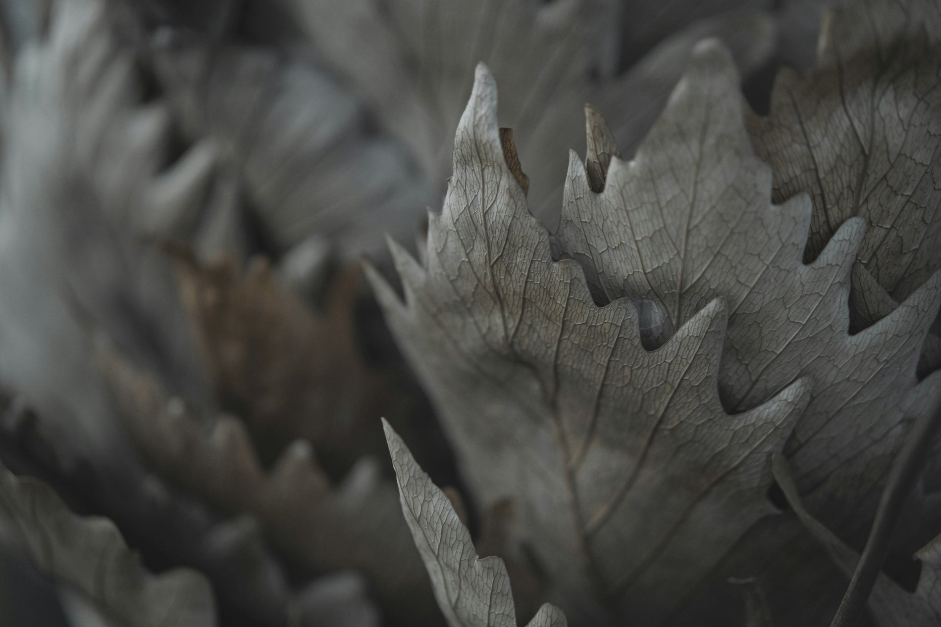 Autumn dryness and season shift: What your skin needs now